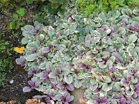 Ajuga reptans 'Burgundy Glow' Bugleweed   ajuga reptans burgundy glow, variegated, groundcover, perennial, blue    High resolution stock image available for purchase and licensing, image size: 640x480 px (377,48 kB).  Copyright &copy; 2010-2017. All rights reserved.  Contact us  for more information. : ajuga reptans burgundy glow, variegated, groundcover, perennial, blue