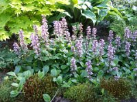 Ajuga reptans 'Rosea', Bugleweed   ajuga reptans rosea, pink, perennial, groundcover, perennial    High resolution stock image available for purchase and licensing, image size: 3264x2448 px (2,28 MB).  Copyright &copy; 2010-2017. All rights reserved.  Contact us  for more information. : ajuga reptans rosea, pink, perennial, groundcover, perennial
