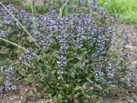 Ajuga reptans 'Valfredda, Ajuga reptans 'Chocolate Chip', Bugleweed   ajuga reptans valfredda, ajuga reptans chocolate chip, dark leaf, groundcover, blue, perennial    High resolution stock image available for purchase and licensing, image size: 3264x2448 px (4,67 MB).  Copyright &copy; 2010-2017. All rights reserved.  Contact us  for more information. : ajuga reptans valfredda, ajuga reptans chocolate chip, dark leaf, groundcover, blue, perennial