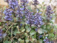 Ajuga reptans 'Valfredda, Ajuga reptans 'Chocolate Chip', Bugleweed   ajuga reptans valfredda, ajuga reptans chocolate chip, dark leaf, groundcover, blue, perennial    High resolution stock image available for purchase and licensing, image size: 3264x2448 px (4,14 MB).  Copyright &copy; 2010-2017. All rights reserved.  Contact us  for more information. : ajuga reptans valfredda, ajuga reptans chocolate chip, dark leaf, groundcover, blue, perennial