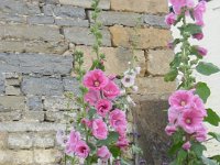 Alcea rosea, Hollyhock   alcea rosea, pink, perennial, biennial, flower    High resolution stock image available for purchase and licensing, image size: 3240x4320 px (3,32 MB).  Copyright &copy; 2010-2017. All rights reserved.  Contact us  for more information. : alcea rosea, pink, perennial, biennial, flower