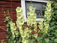 Alcea rugosa, Hollyhock   alcea rugosa, yellow, perennial, flower    High resolution stock image available for purchase and licensing, image size: 3000x4000 px (4,17 MB).  Copyright &copy; 2010-2017. All rights reserved.  Contact us  for more information. : alcea rugosa, yellow, perennial, flower