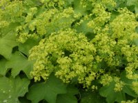 Alchemilla epipsila, Lady's Mantle   alchemilla epipsila, flower, yellow, perennial    High resolution stock image available for purchase and licensing, image size: 4320x3240 px (2,77 MB).  Copyright &copy; 2010-2017. All rights reserved.  Contact us  for more information. : alchemilla epipsila, flower, yellow, perennial