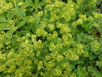 Alchemilla erythropoda, Lady's Mantle   Alchemilla erythropoda, yellow, flower, perennial    High resolution stock image available for purchase and licensing, image size: 4320x3240 px (2,84 MB).  Copyright &copy; 2010-2017. All rights reserved.  Contact us  for more information. : Alchemilla erythropoda, yellow, flower, perennial