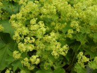 Alchemilla sericata 'Gold Strike', Lady's Mantle   alchemilla sericata gold strike, yellow, flower, perennial    High resolution stock image available for purchase and licensing, image size: 4320x3240 px (2,56 MB).  Copyright &copy; 2010-2017. All rights reserved.  Contact us  for more information. : alchemilla sericata gold strike, yellow, flower, perennial