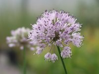 Allium canadense forma florosum, Canadian Garlic, Wild Onion   allium canadense forma florosum, bulb, purple, flower    High resolution stock image available for purchase and licensing, image size: 2174x1629 px (1,24 MB).  Copyright &copy; 2010-2017. All rights reserved.  Contact us  for more information. : allium canadense forma florosum, bulb, purple, flower