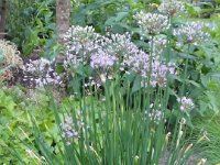 Allium canadense forma florosum, Canadian Garlic, Wild Onion   allium canadense forma florosum, bulb, purple, flower    High resolution stock image available for purchase and licensing, image size: 2189x2917 px (3,32 MB).  Copyright &copy; 2010-2017. All rights reserved.  Contact us  for more information. : allium canadense forma florosum, bulb, purple, flower