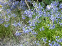 Allium cyaneum,   allium cyaneum, blue, bulb, flower    High resolution stock image available for purchase and licensing, image size: 4320x3240 px (3,88 MB).  Copyright &copy; 2010-2017. All rights reserved.  Contact us  for more information. : allium cyaneum, blue, bulb, flower
