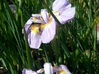 iris sibirica rikugi sakura   iris sibirica rikugi sakura, perenn, perennial    High resolution stock image available for purchase and licensing, image size: 2448x3264 px (2,29 MB).  Copyright &copy; 2010-2017. All rights reserved.  Contact us  for more information. : iris sibirica rikugi sakura, perenn, perennial